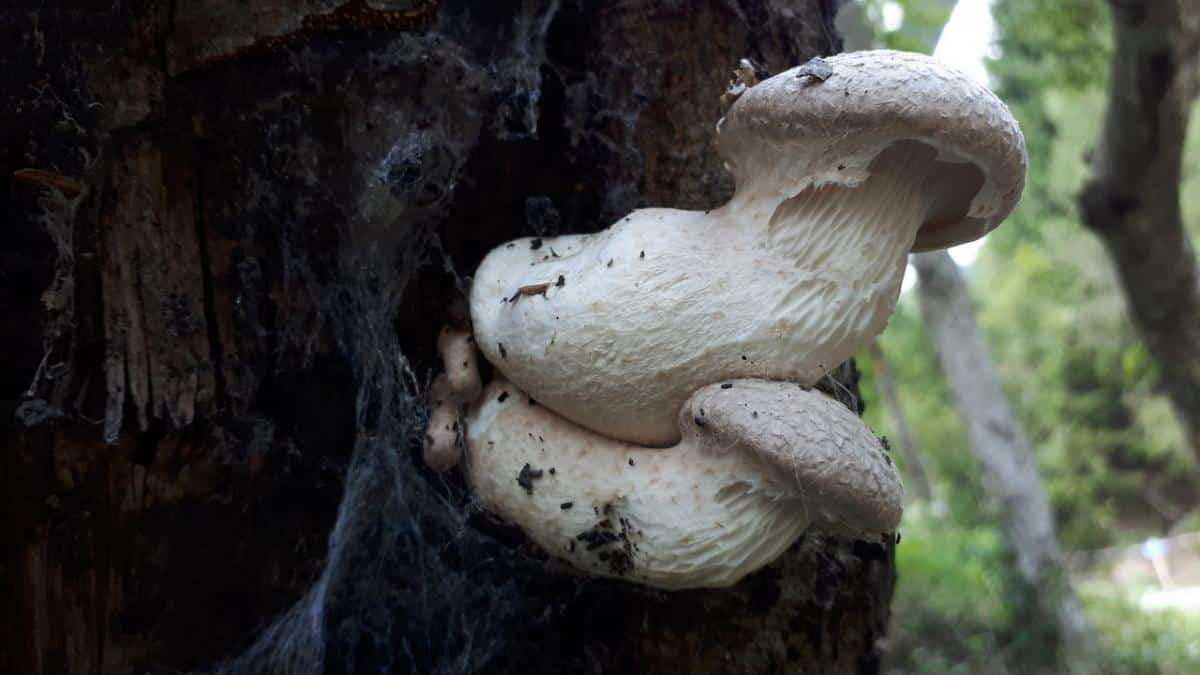 Pleurotus dryinus