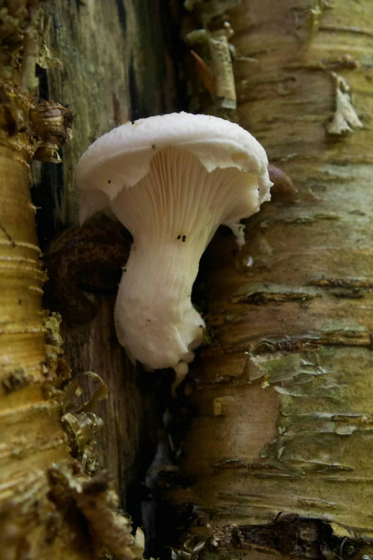 Pleurotus dryinus