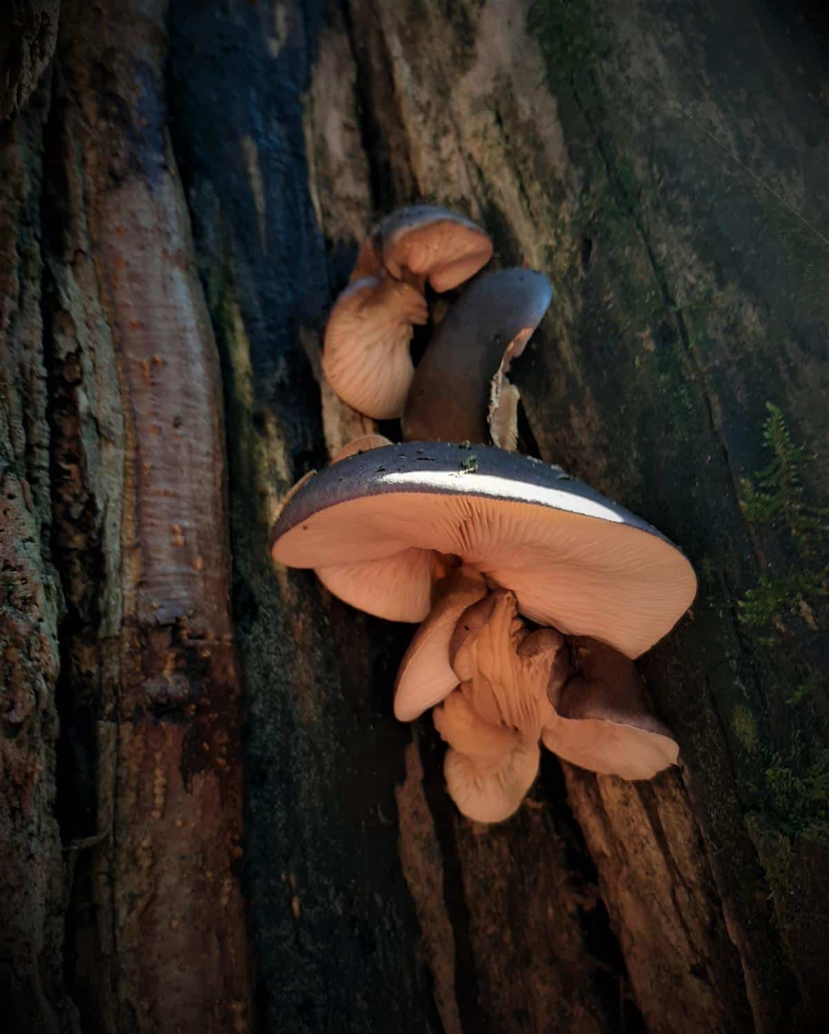 Late Fall Oyster: Identification, Foraging, and Preparation