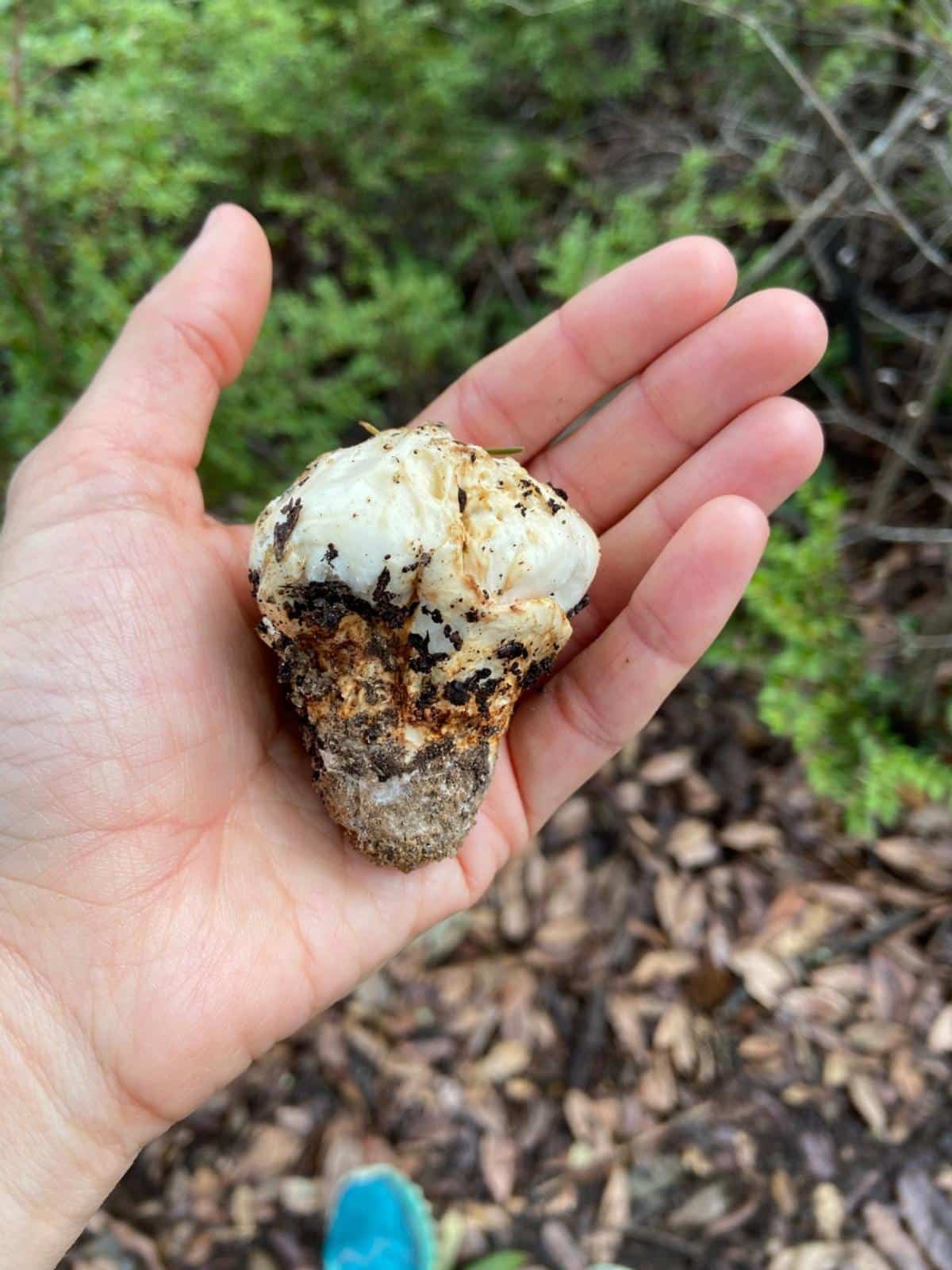 Tricholoma murrillianum