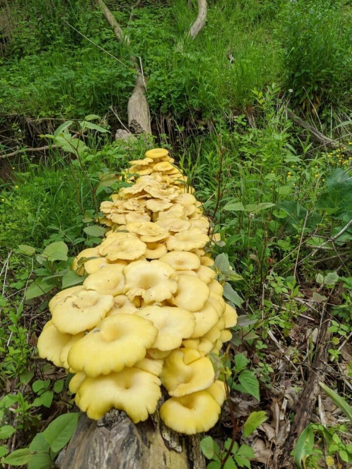 Yellow Oyster Mushrooms Identification, Foraging, and Cooking