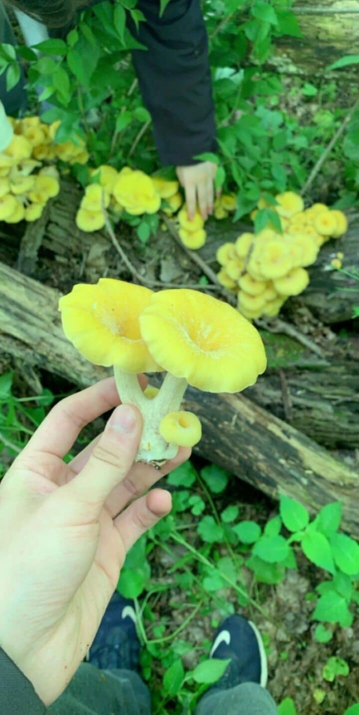 Yellow Oyster Mushrooms Identification, Foraging, and Cooking