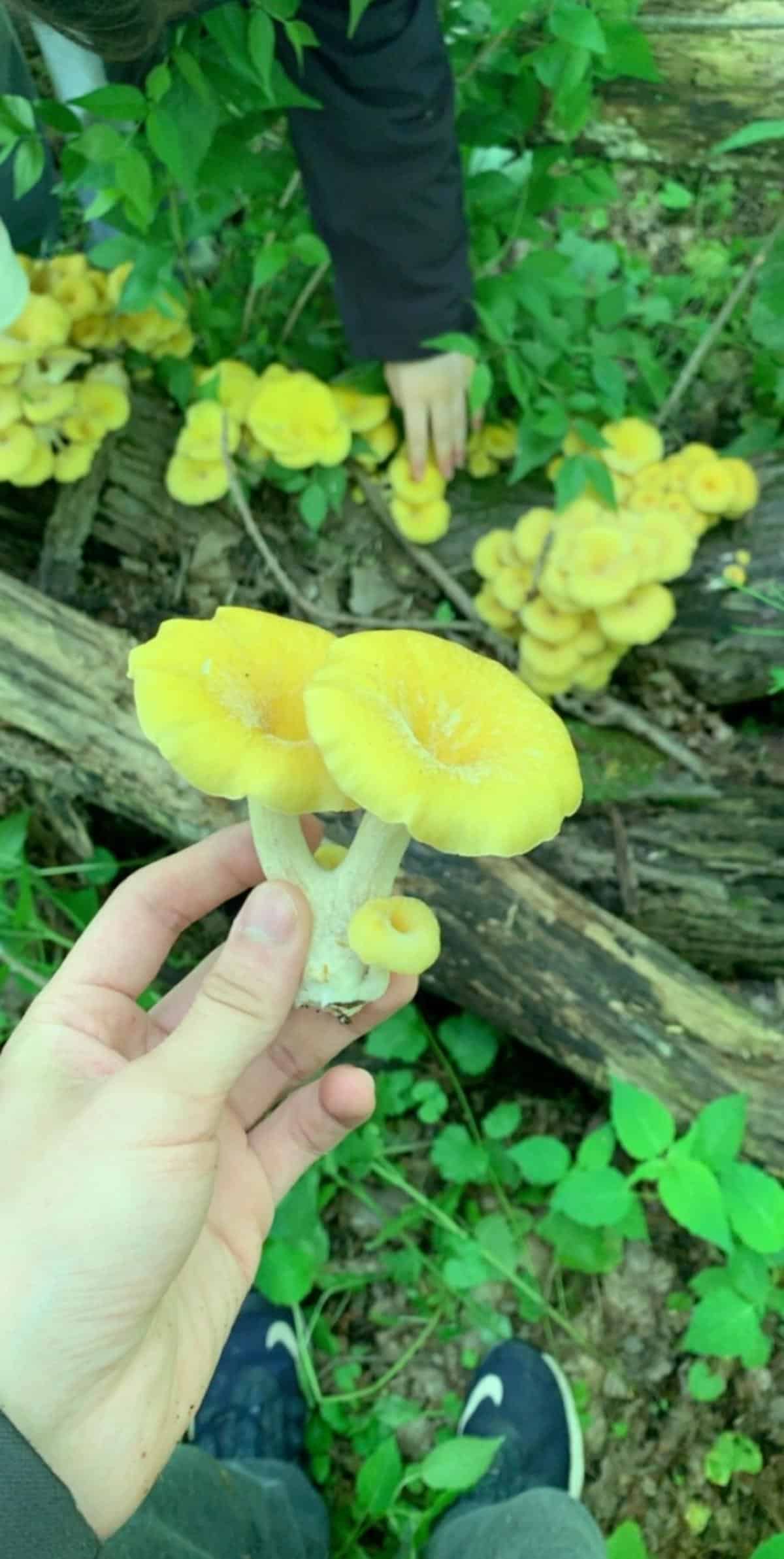 golden oyster in hand