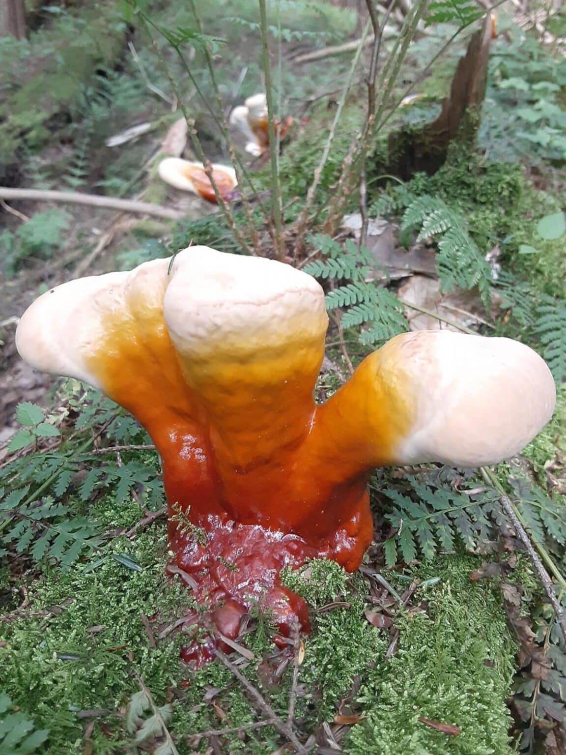 Reishi Mushroom Identification, Species, and Foraging Mushroom Appreciation