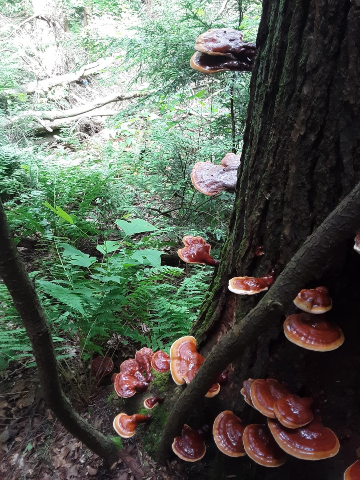 huge growth of reishi