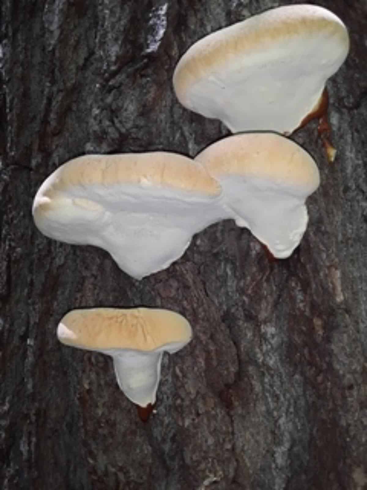 underside of ganoderma polypore