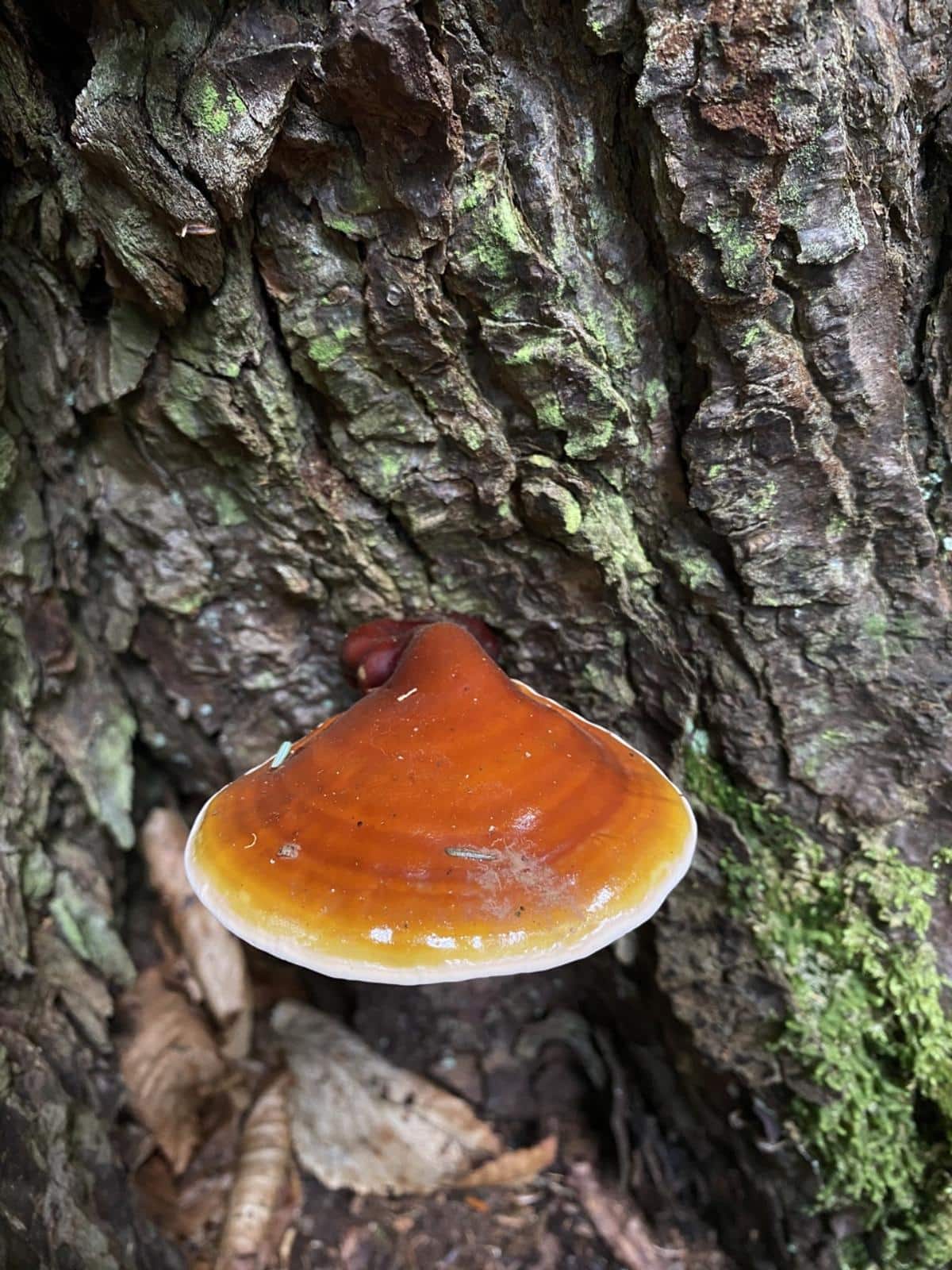 shiny ganoderma polypore