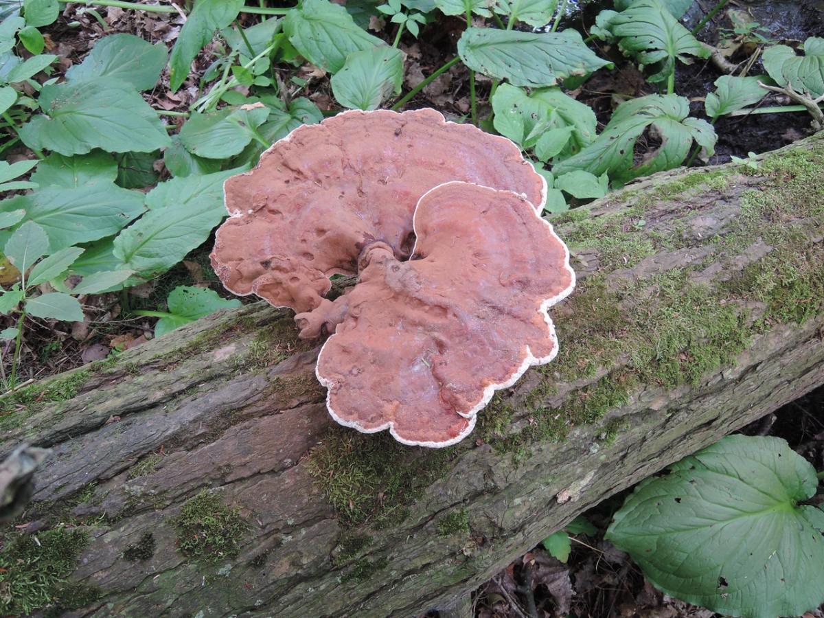 mature ganoderma