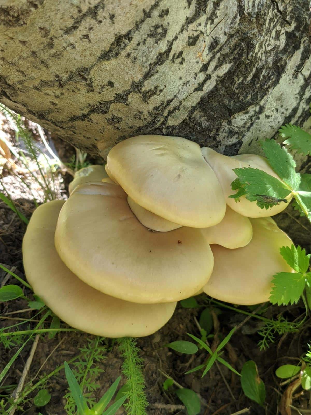 Pleurotus populinus