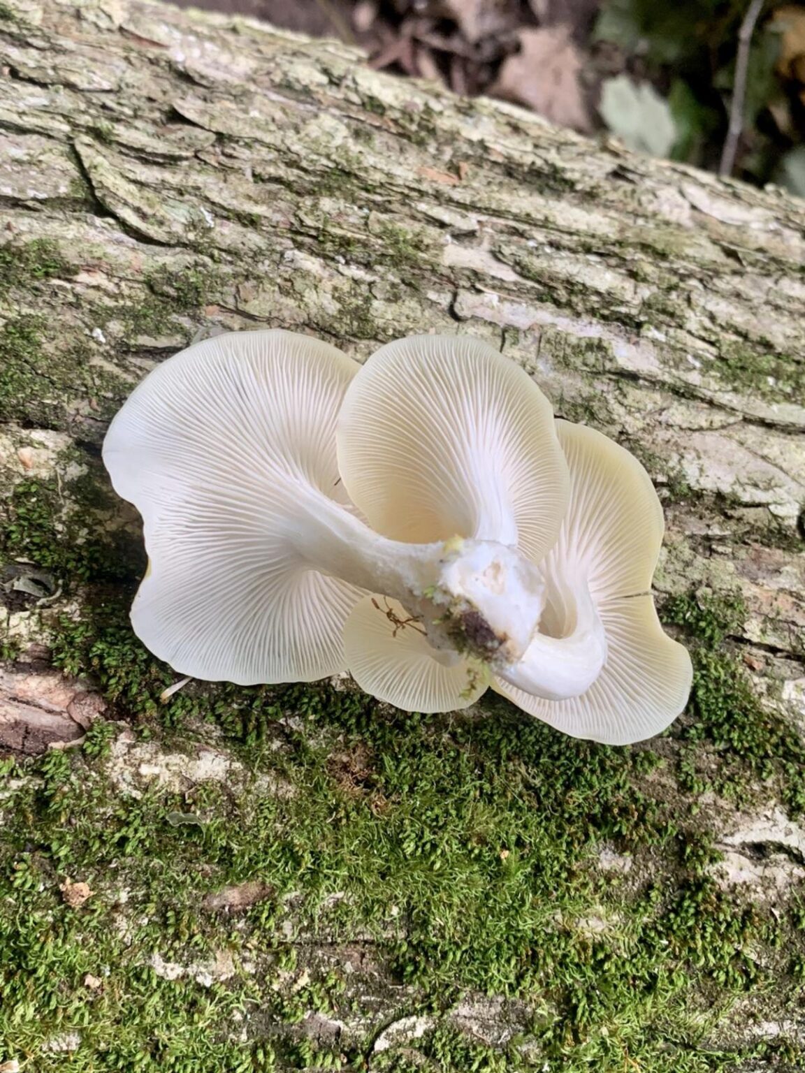 Yellow Oyster Mushrooms Identification, Foraging, and Cooking
