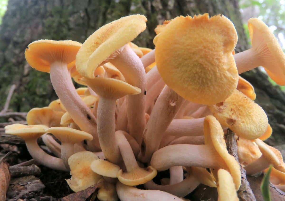 ringless honey mushroom