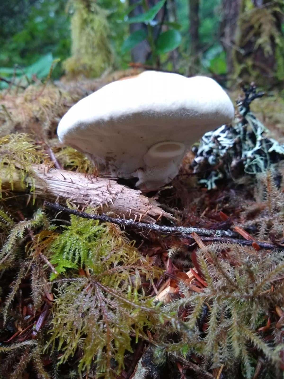 underside of ganoderma - pores