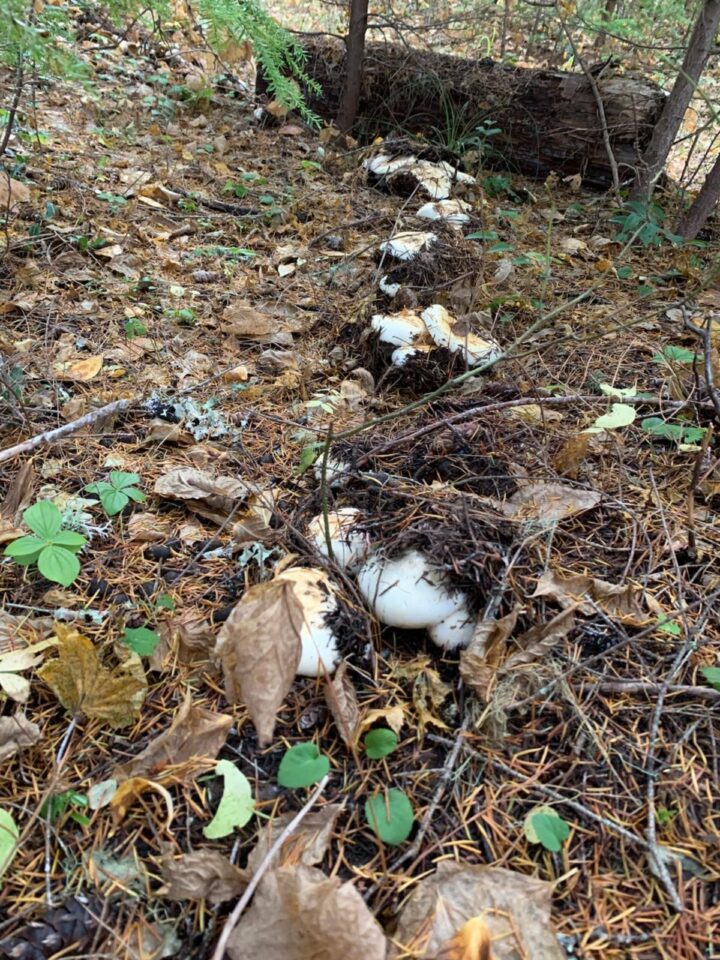 American Matsutake Identification, Foraging, and Concerns Mushroom