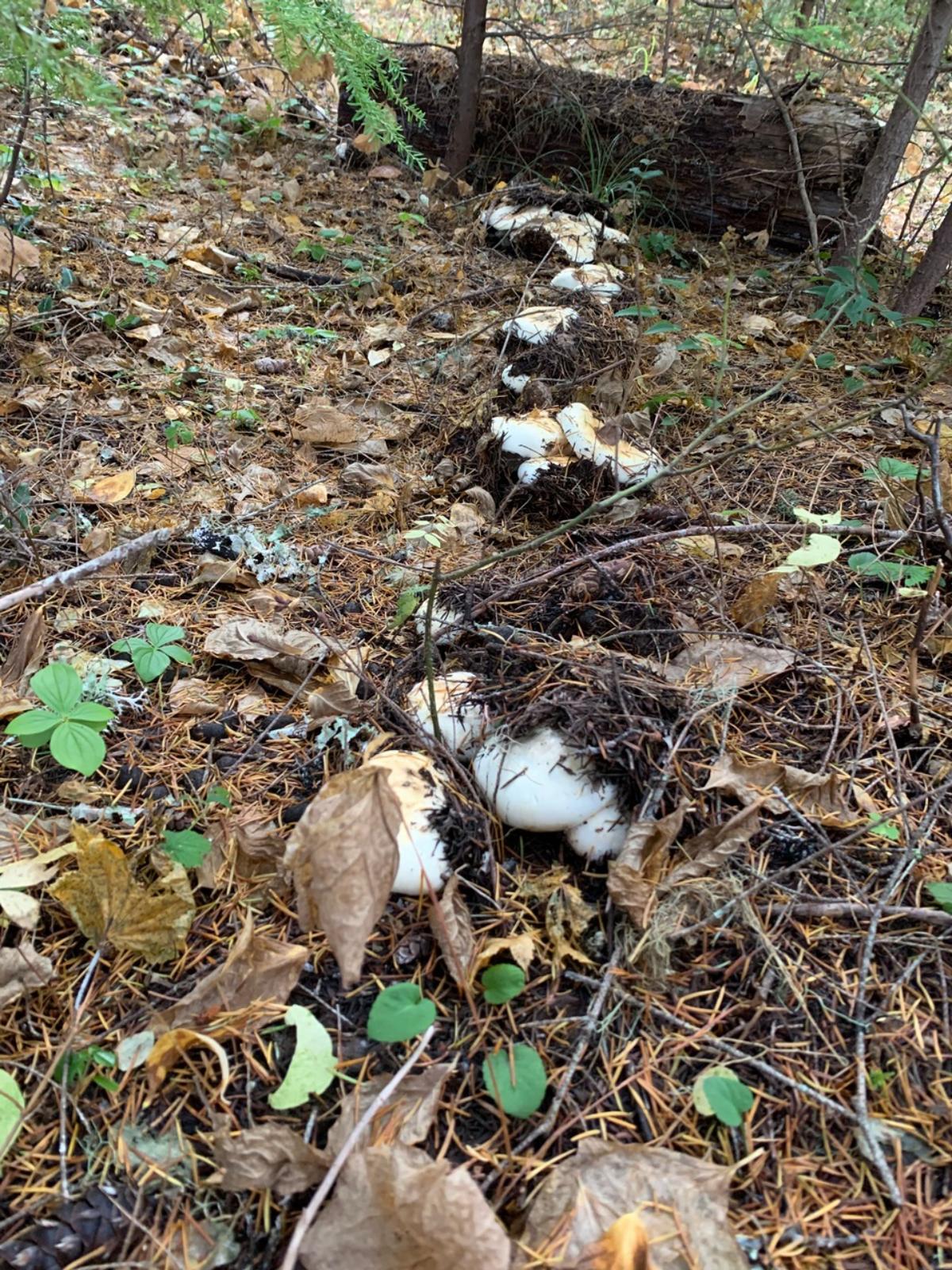 Tricholoma murrillianum