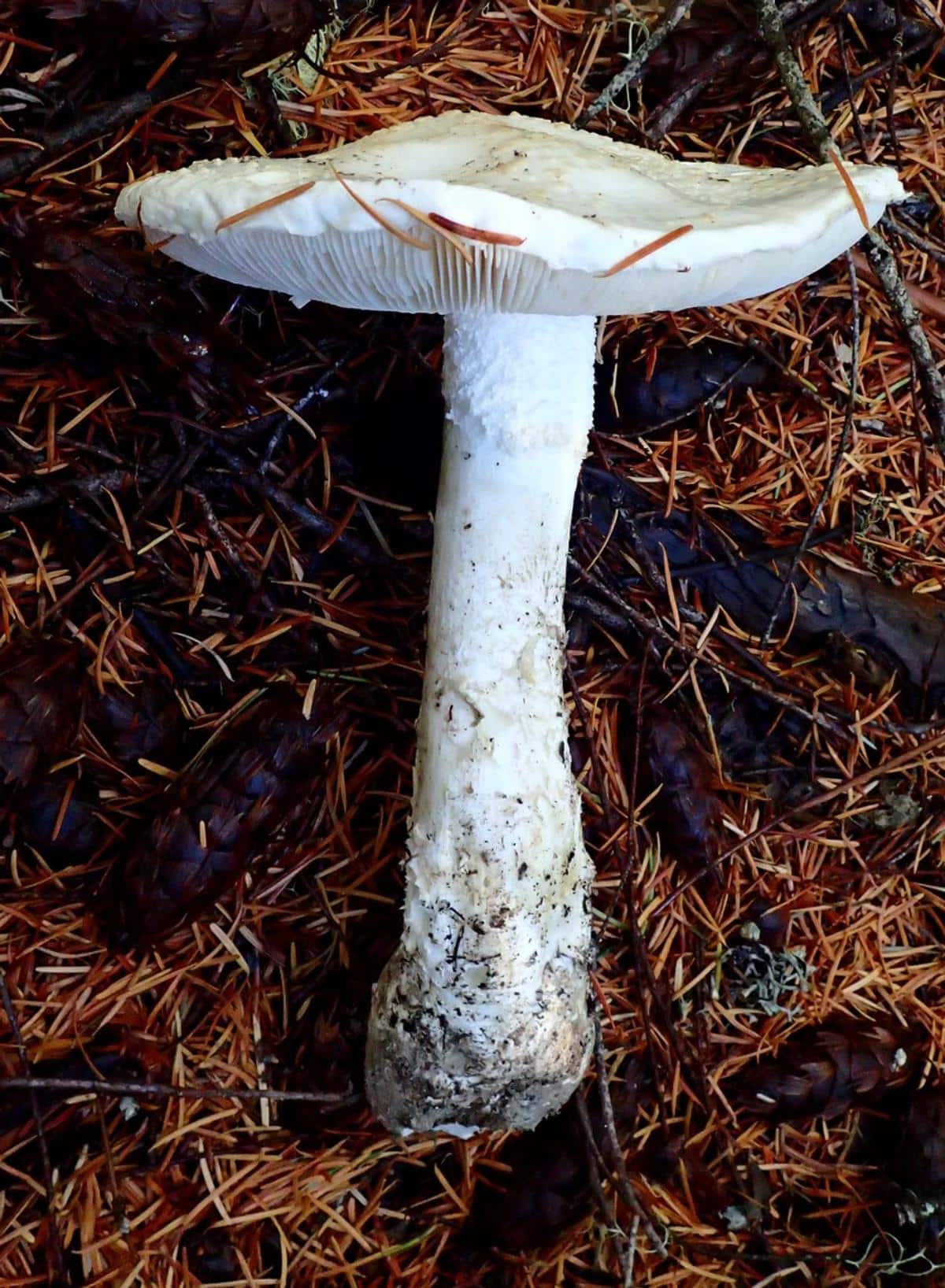 poisonous mushrooms death cap
