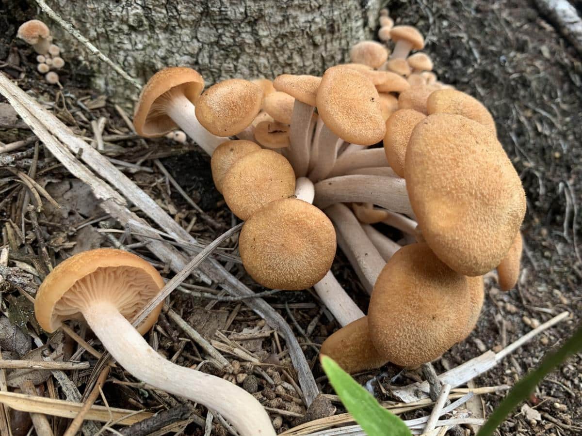 Armillaria tabescens