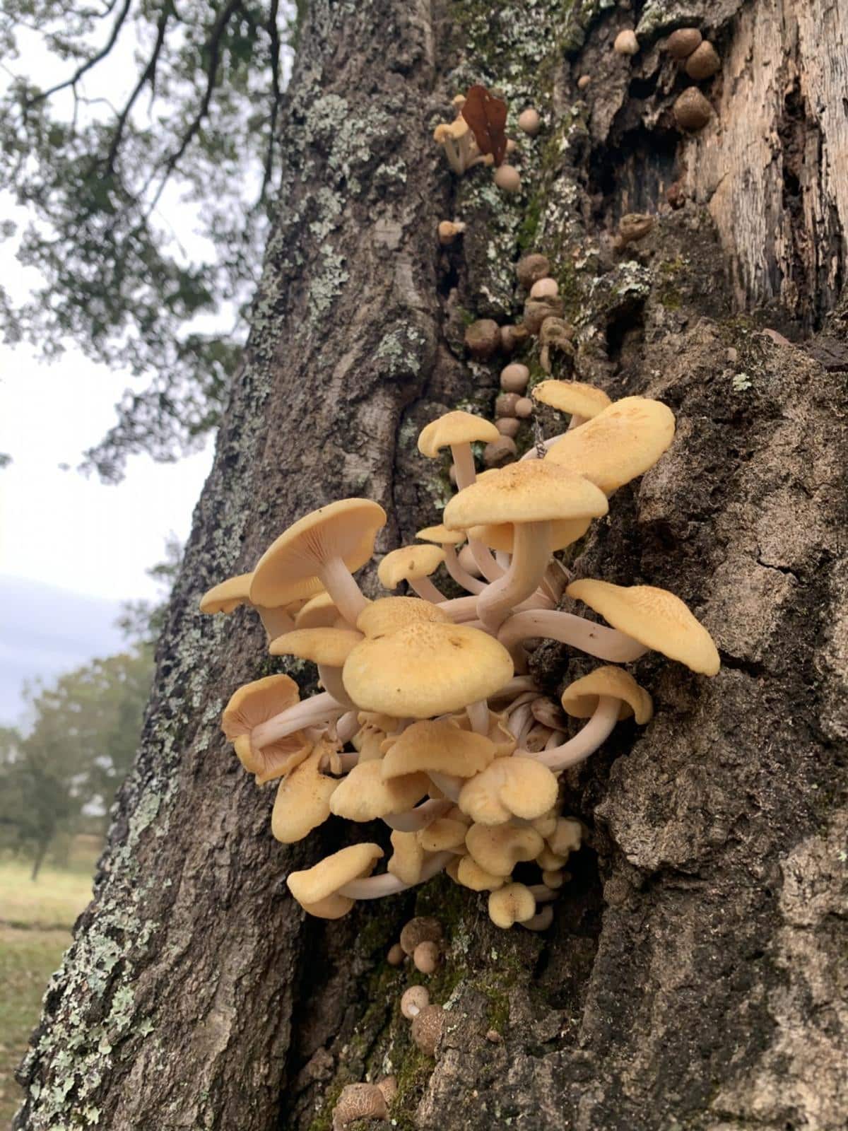 Armillaria tabescens