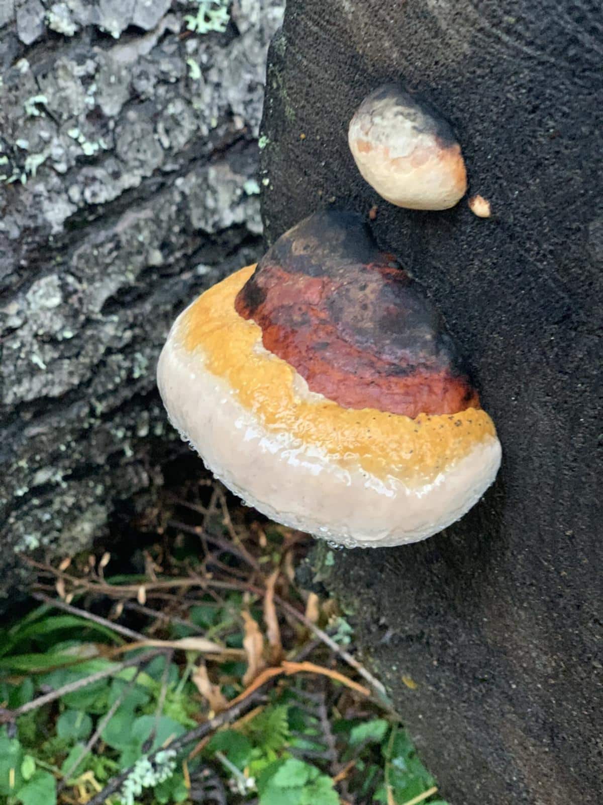 Red belted Polypore