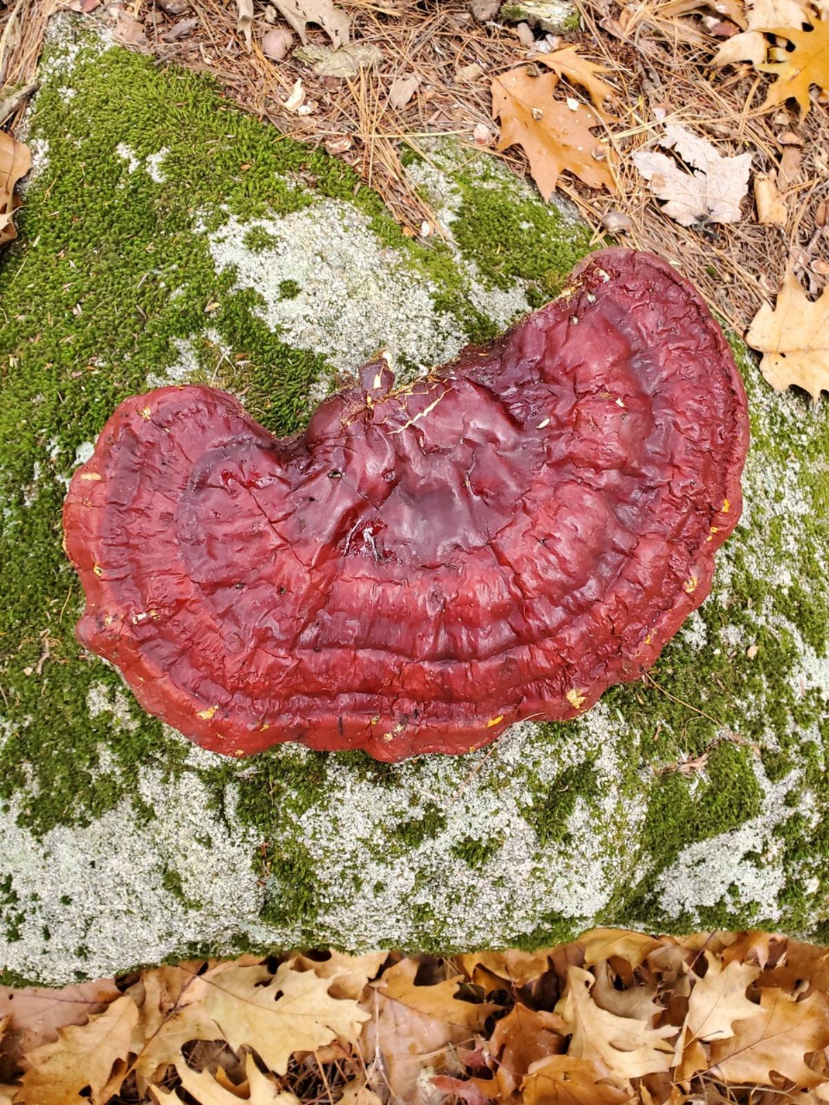 reishi past maturity