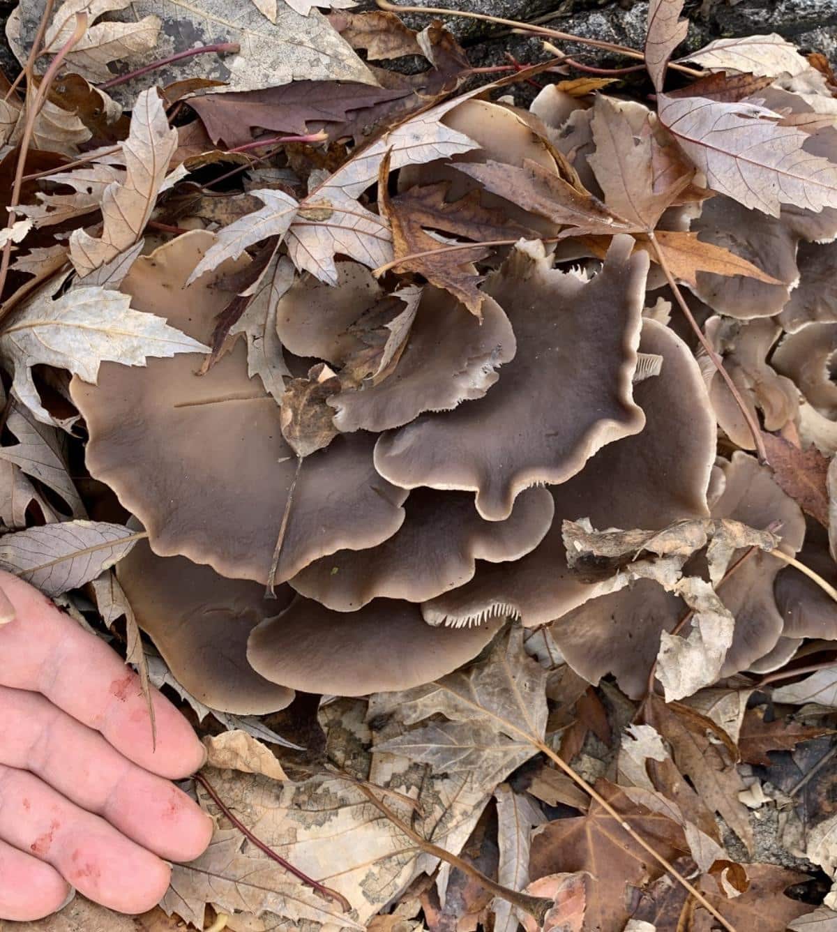 Pleurotus populinus