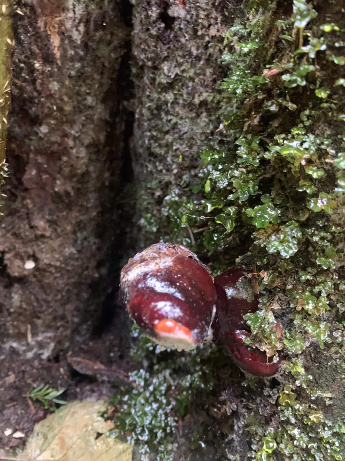 frozen reishi cap