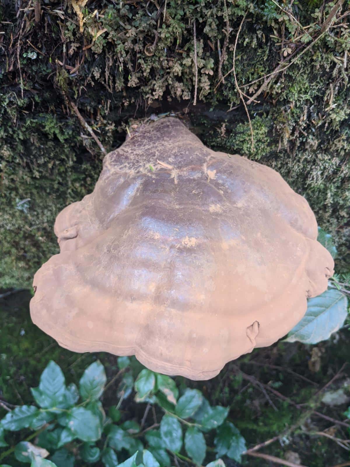 matured reishi mushroom