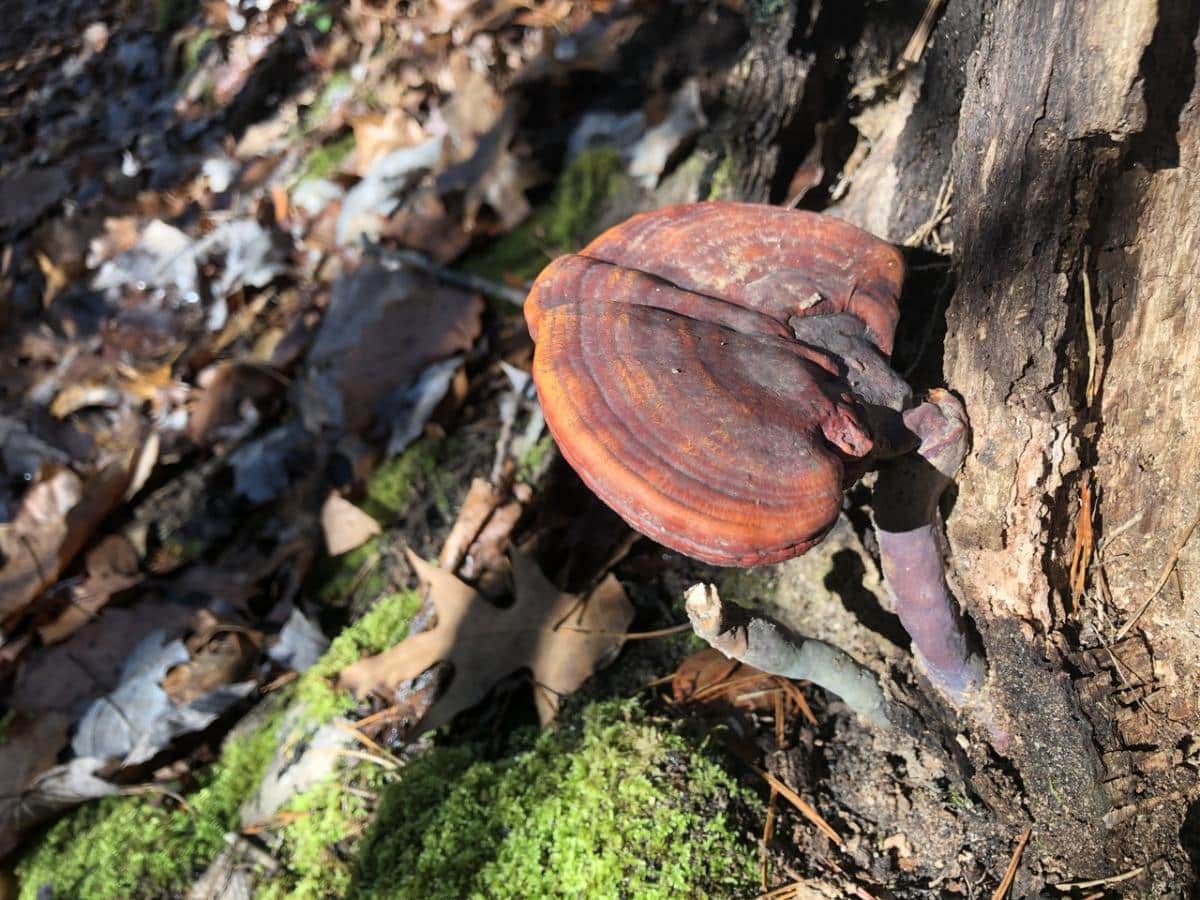 ganoderma curtisii