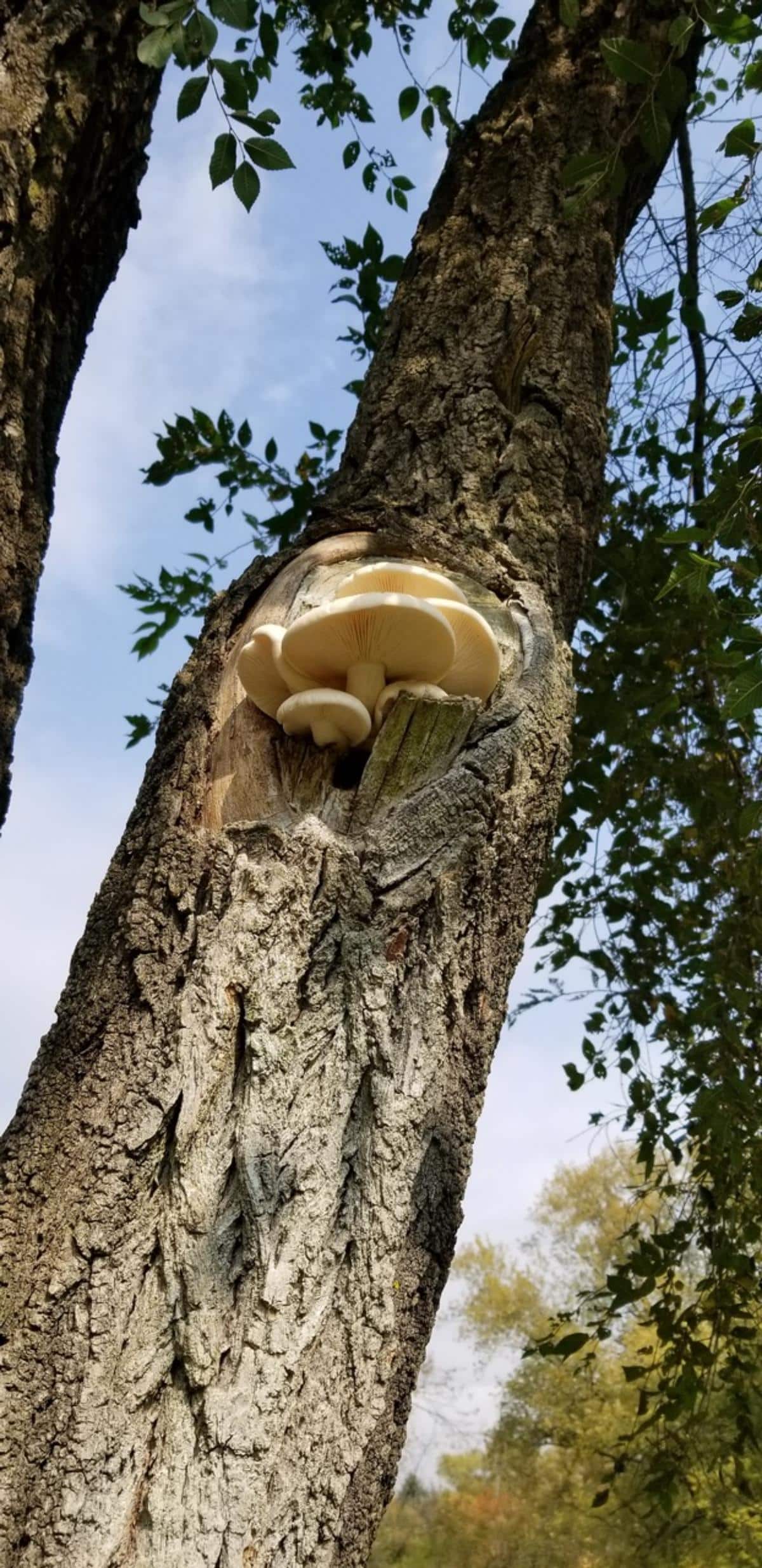 elm oyster mushroom
