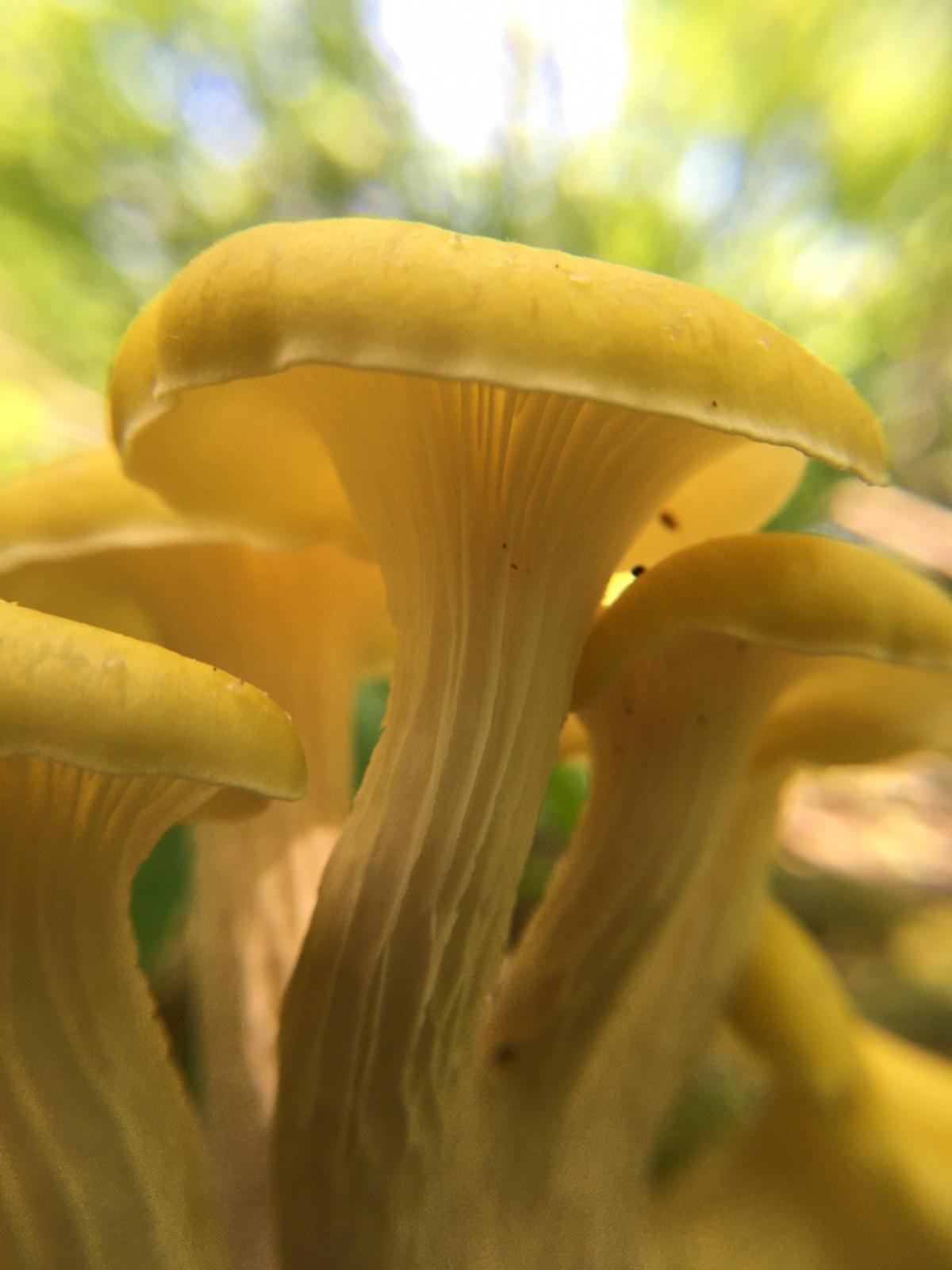 Pleurotus citrinopileatus mushroom