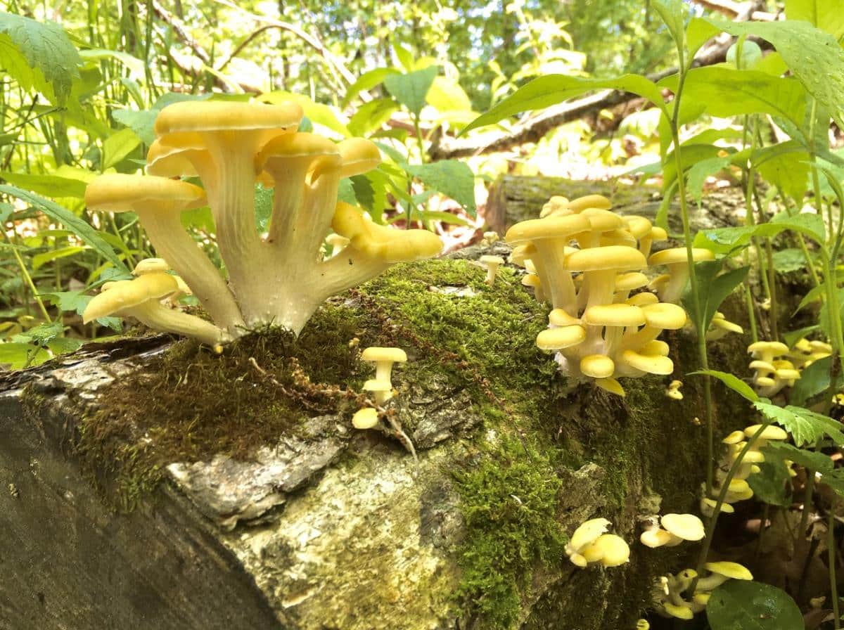 Pleurotus citrinopileatus on a log