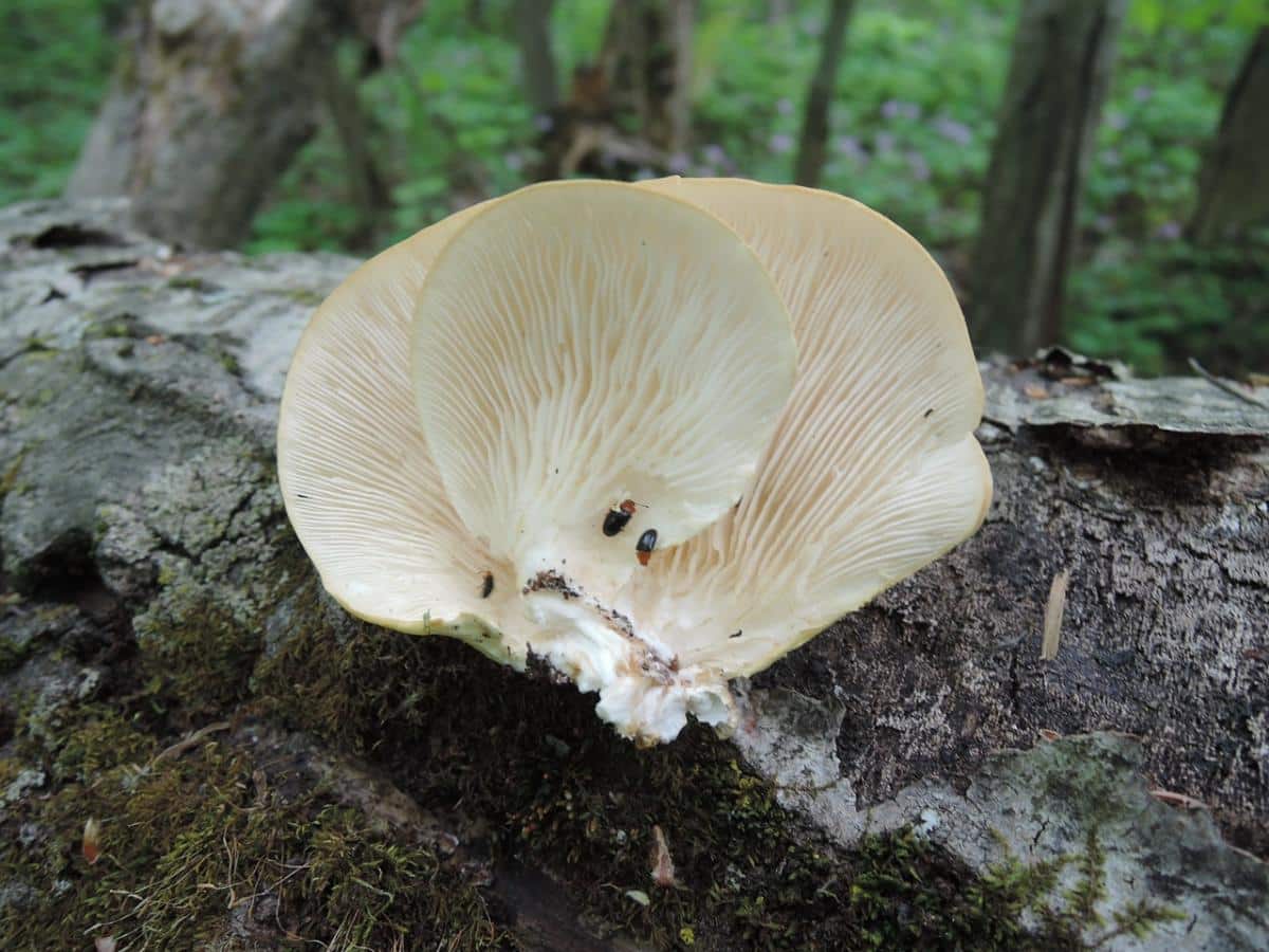 Pleurotus populinus