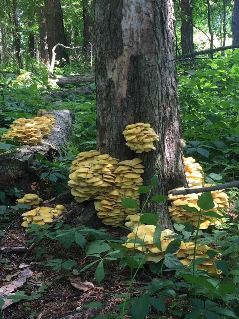 Yellow Oyster Mushrooms Identification, Foraging, and Cooking