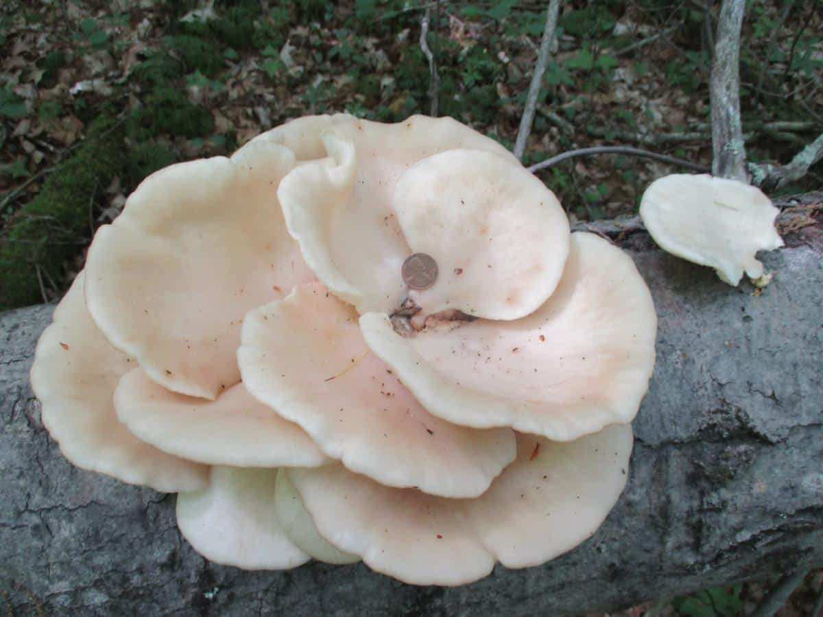 Pleurotus populinus