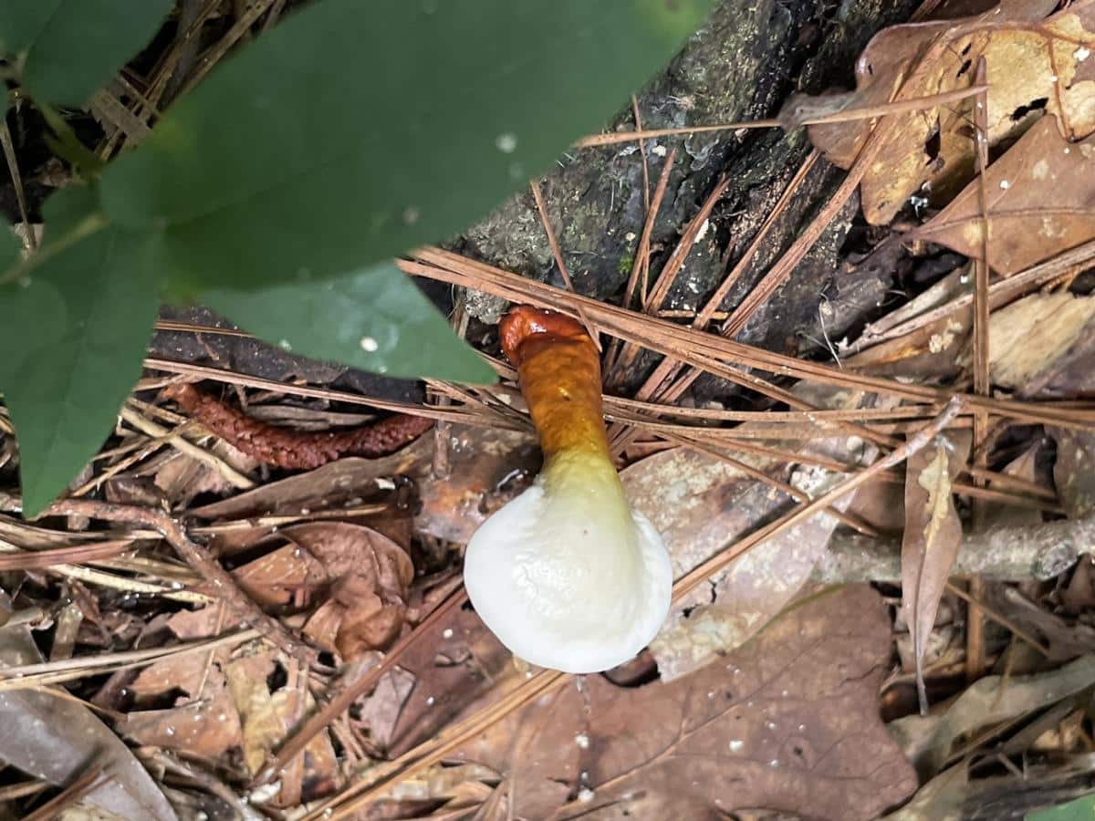 ganoderma curtisii