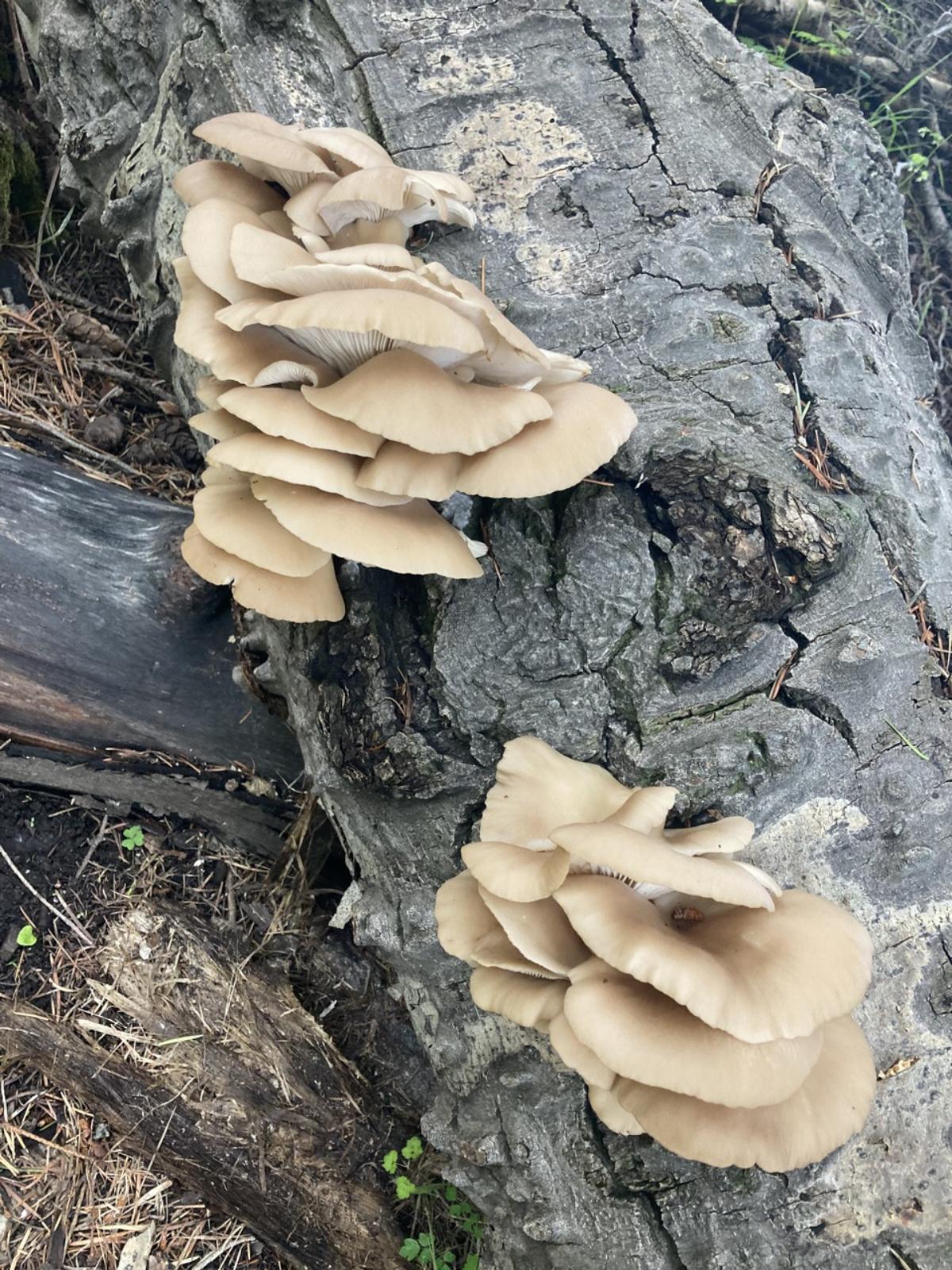 aspen oyster mushroom

