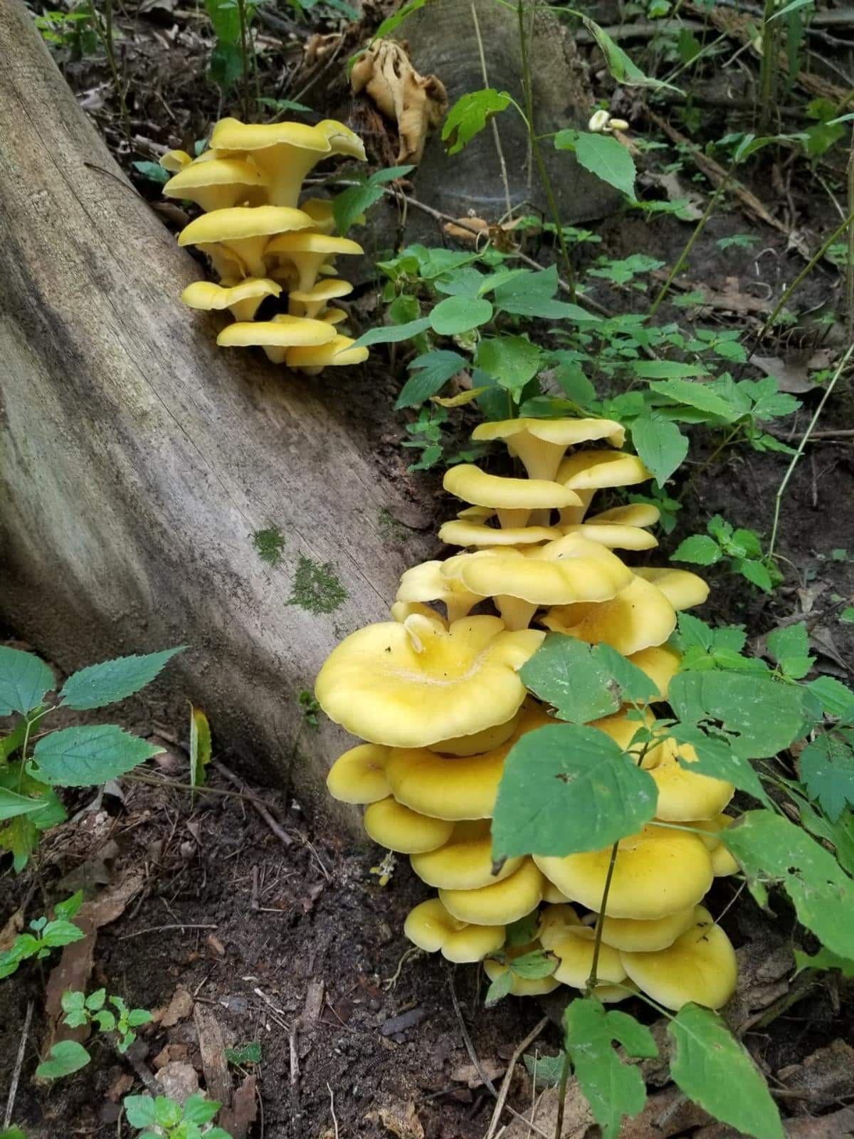 yellow oysters on log