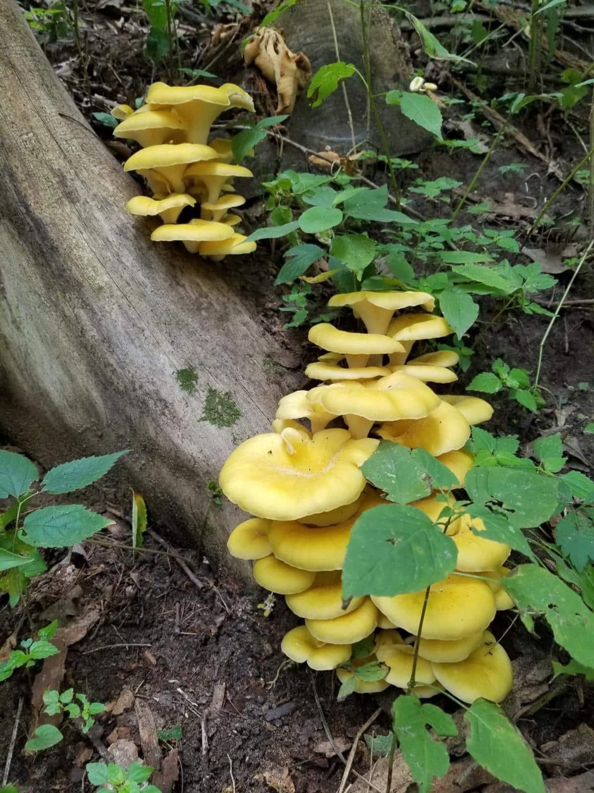 yellow golden oyster mushrooms