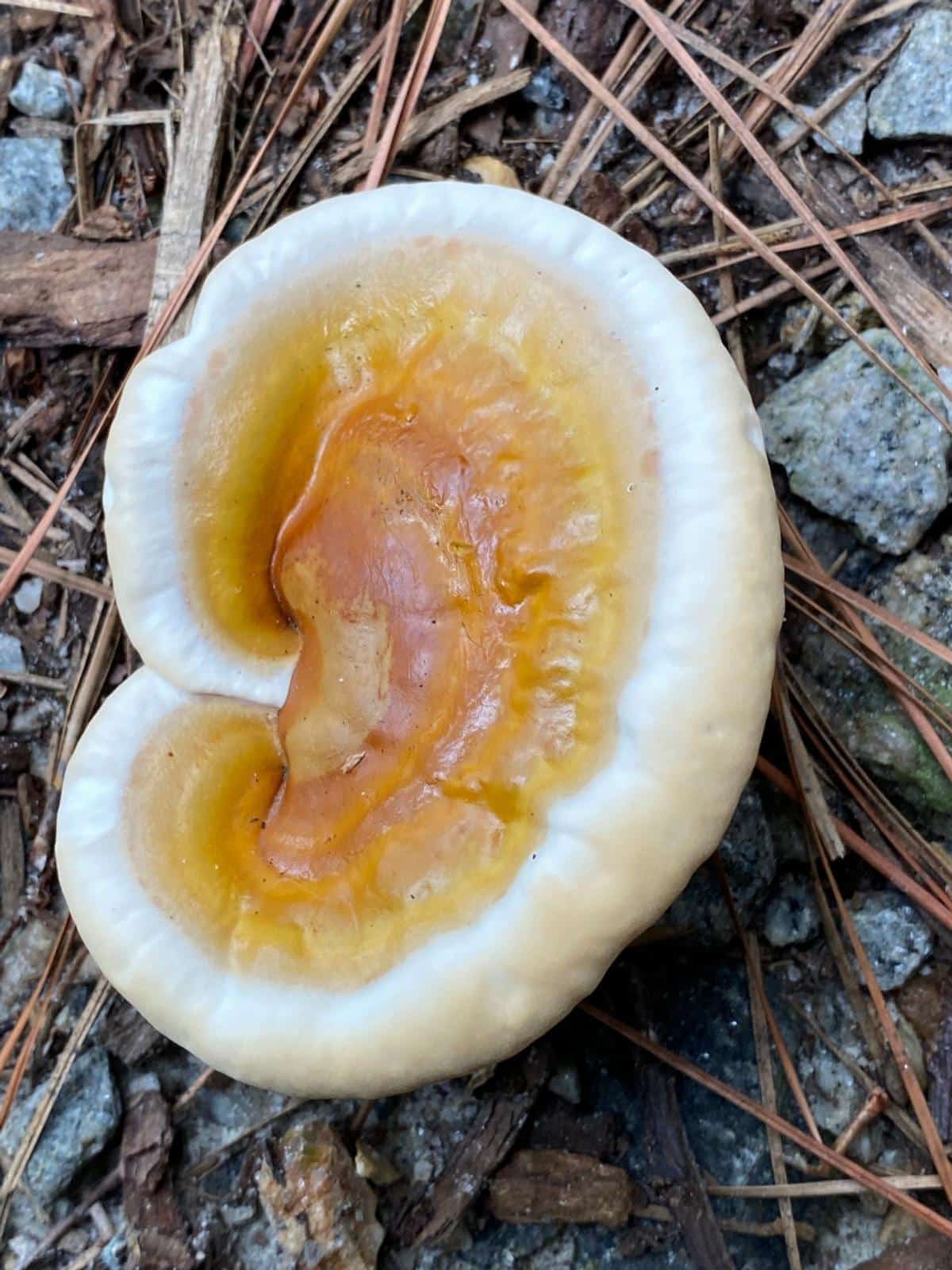 ganoderma sessile