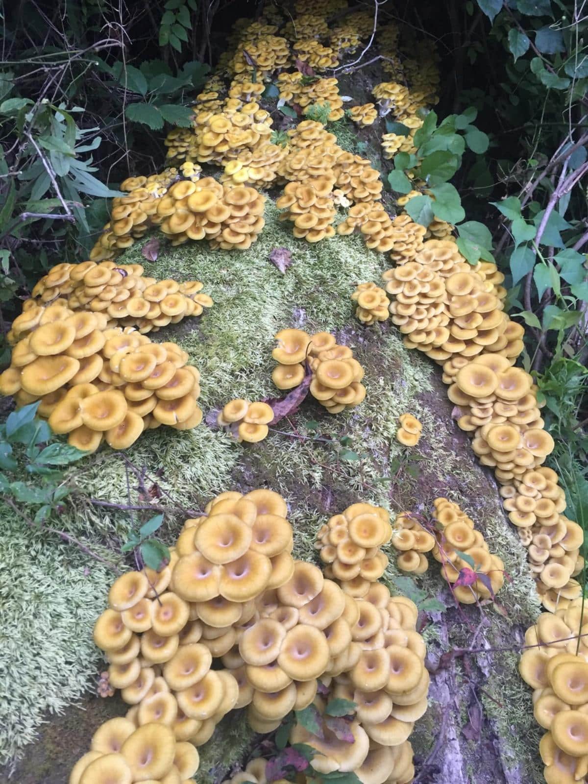 huge fruiting of yellow oyster mushrooms