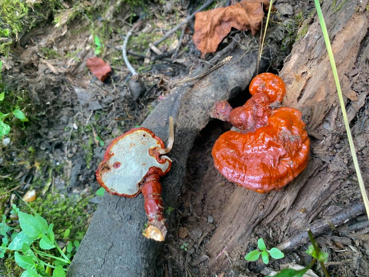 reishi polypore