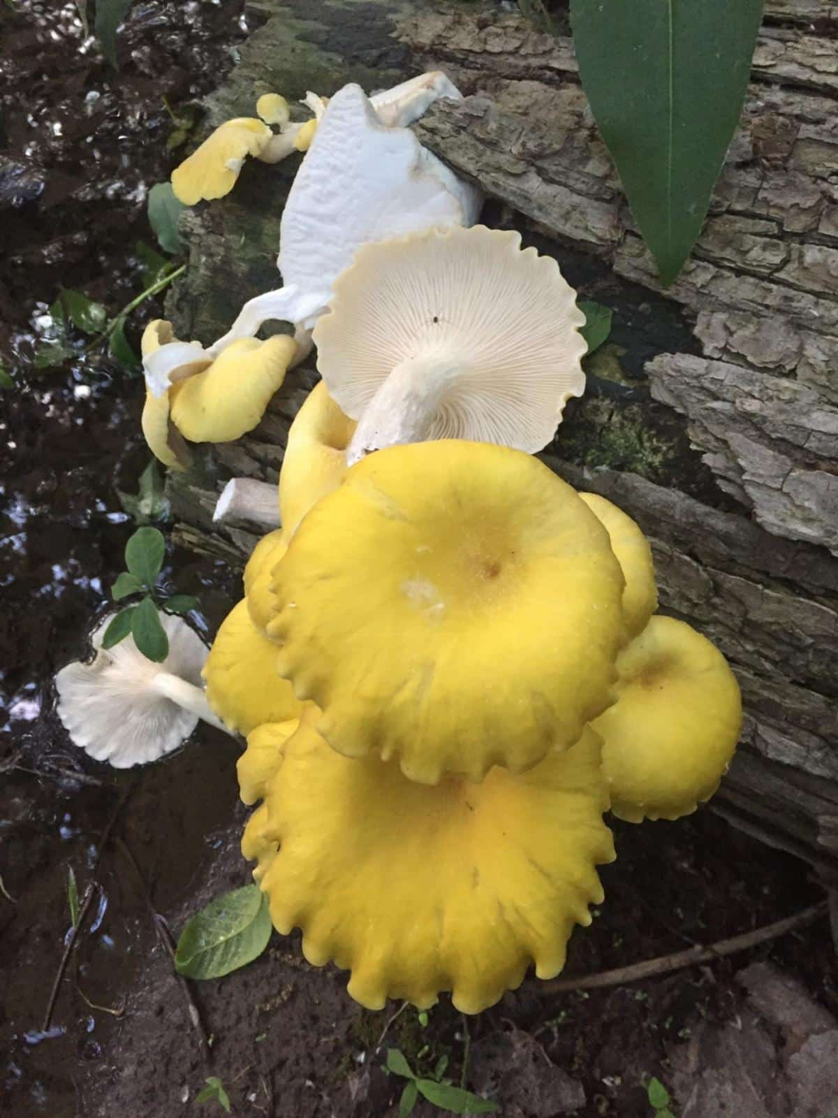 close up golden oysters