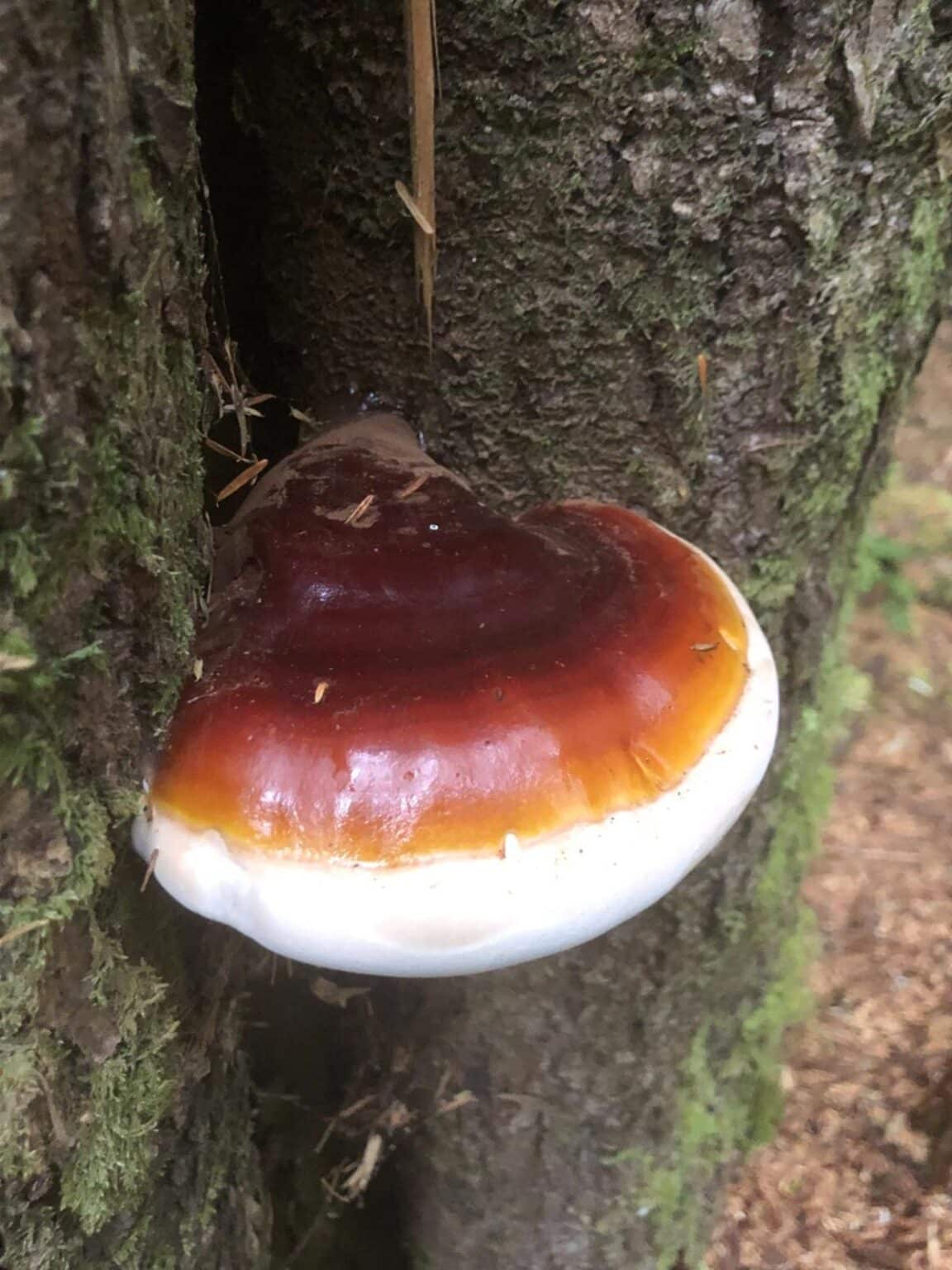 Reishi Mushroom Identification, Species, and Foraging Mushroom Appreciation