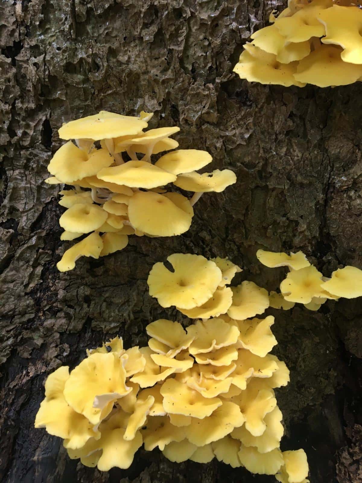 Pleurotus citrinopileatus