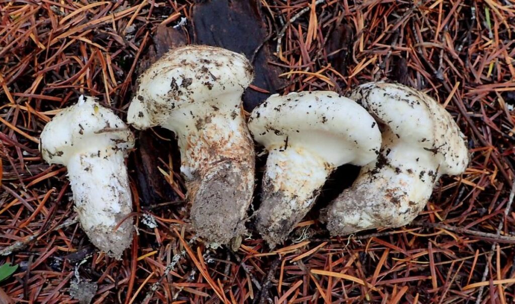 American Matsutake Identification, Foraging, and Concerns Mushroom