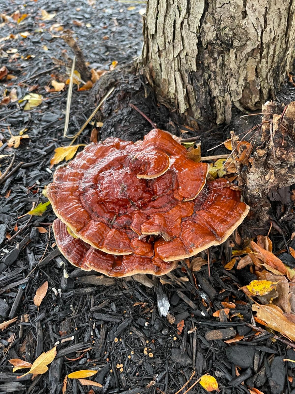 Ganoderma sessile