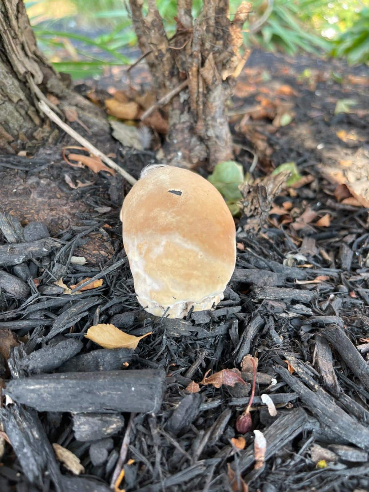 young ganoderma growth