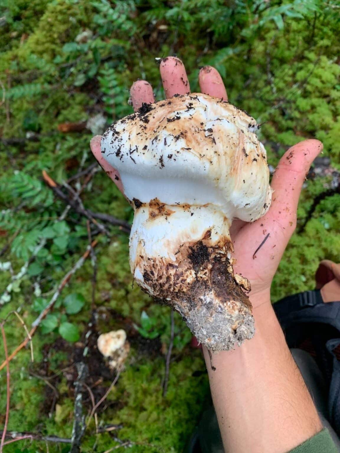 American Matsutake Identification, Foraging, and Concerns Mushroom
