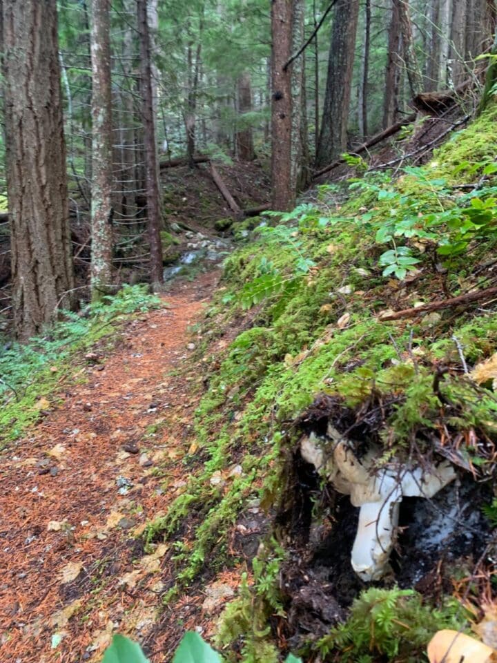 American Matsutake Identification, Foraging, and Concerns Mushroom