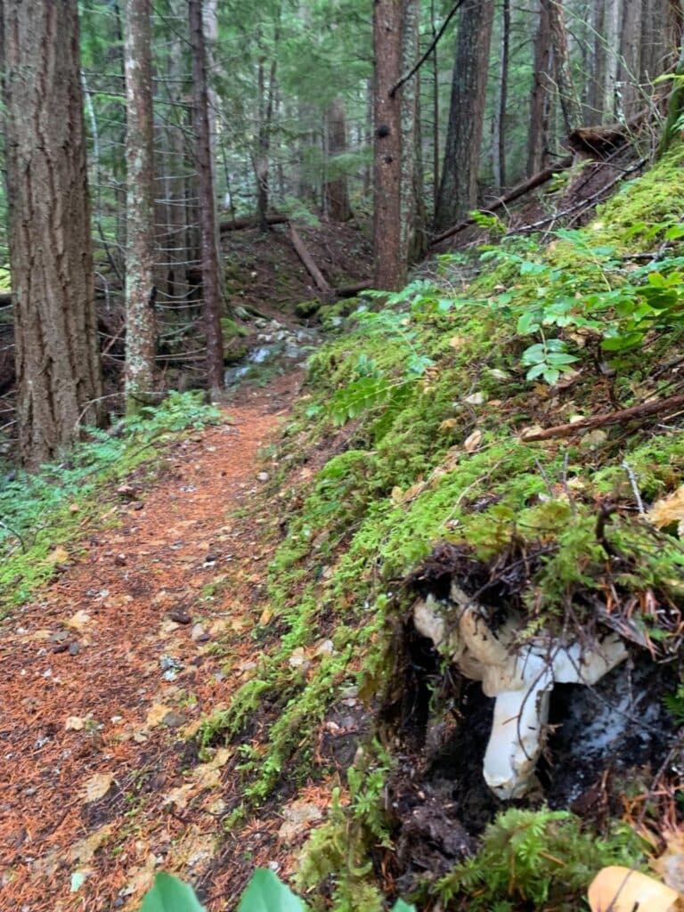 American Matsutake Identification, Foraging, and Concerns Mushroom