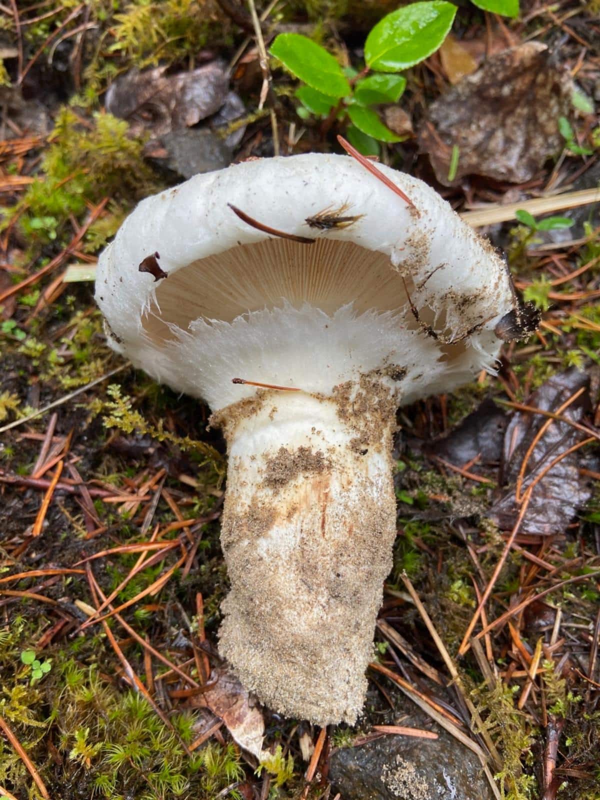 matsutake mushroom stem rings and skirts